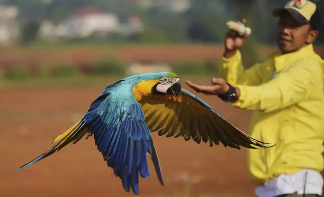 Albi Albar Ramli trains macaws in a field in Depok, on the outskirts of Jakarta, Indonesia, Saturday, Aug. 16, 2025. (AP Photo/Tatan Syuflana)