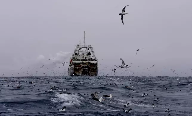 FILE - China's Long Fa fishing vessel is followed by flocks of seabirds in the Southern Ocean off the coast of the South Orkney Islands, north of the Antarctic Peninsula, on March 10, 2023. (AP Photo/David Keyton, File)