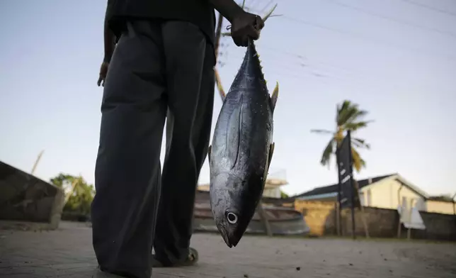 FILE - Fisherman Kassim Abdalla Zingizi holds a yellowfin tuna after a catch in Vanga, Kenya, on June 14, 2022. (AP Photo/Brian Inganga, File)