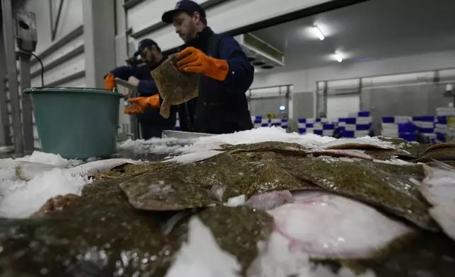 FILE - A worker checks the quality of fish during the morning seafood auction in Ostend, Belgium, Friday, Feb. 11, 2022. (AP Photo/Virginia Mayo, File)
