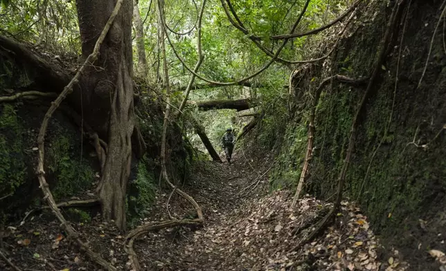A park ranger walks along the "Camino de Cruces," a colonial road built by the Spanish to transport treasure across the isthmus to the Caribbean for shipment to Europe, in Panama City, Wednesday, Aug. 13, 2025. (AP Photo/Matias Delacroix)