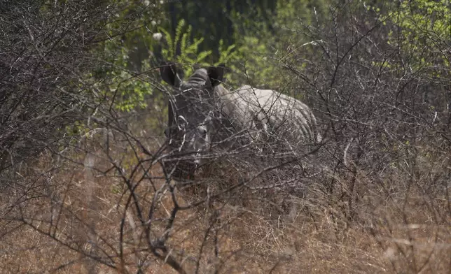 A rhino is seen at the Dinokeng Game Reserve near Hammanskraal, South Africa, Thursday, Sept. 18, 2025. (AP Photo/Alfonso Nqunjana)
