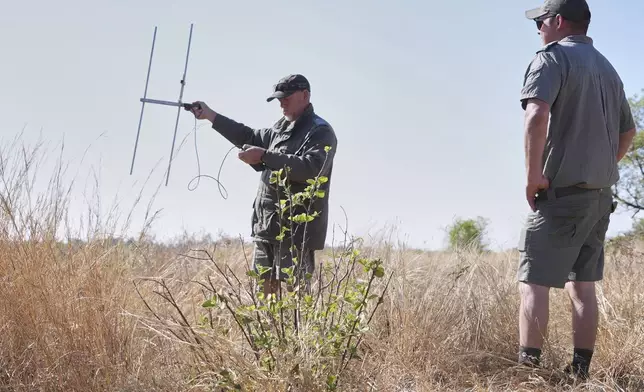Marais Fuls, left, a wildlife monitor, holds an antenna to locate rhinos at the Dinokeng Game Reserve near Hammanskraal, South Africa, Thursday, Sept. 18, 2025. (AP Photo/Alfonso Nqunjana)