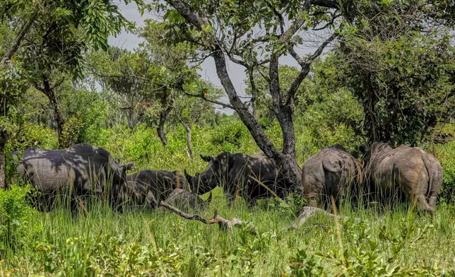 Rhinos rest under a tree at the Ziwa Rhino Sanctuary, northwest of Nakasongola, Uganda, Monday, Sept. 22, 2025. (AP Photo/Hajarah Nalwadda)