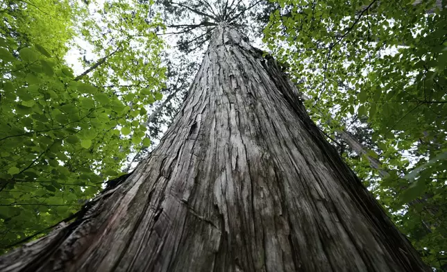 Cypress trees stand tall at the Akasawa national forest in Agematsu, central Japan, Monday, June 2, 2025. (AP Photo/Hiro Komae)