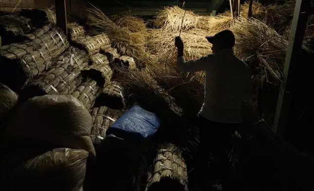 An employee at Miyachu, which crafts miniature replicas of the Ise Jingu shrine, shows materials used for the thatched roof of Shinto shrine alters at the factory in Tamaki, central Japan, Thursday, May 1, 2025. (AP Photo/Hiro Komae)