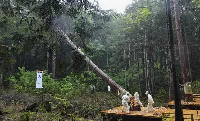 Woodcutters chop down a cypress tree during Misomahajimesai, an early ceremony of the Shikinen Sengu ritual to rebuild main structures of the Ise Jingu shrine for Shinto deities, at the Akasawa national forest in Agematsu, central Japan, Tuesday, June 3, 2025. (AP Photo/Hiro Komae)