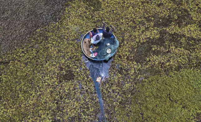Fisherman Sunil Kumar, bottom, spreads a fishing net to help remove the weeds floating on Doddajala Lake on the outskirts of Bengaluru, India, Saturday, Aug. 23, 2025. (AP Photo/Aijaz Rahi)