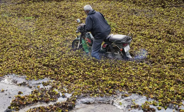 A motorist on a two-wheeler struggles through weeds on the banks of Doddajala Lake on the outskirts of Bengaluru, India, Saturday, Aug. 23, 2025. (AP Photo/Aijaz Rahi)