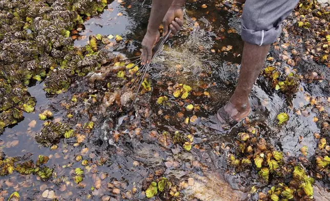 A laborer removes weeds from Doddajala Lake on the outskirts of Bengaluru, India, Saturday, Aug. 23, 2025. (AP Photo/Aijaz Rahi)