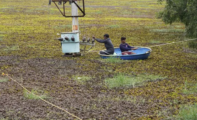 Laborers use a boat to spread a rope across to help remove the weeds floating on Doddajala Lake on the outskirts of Bengaluru, India, Saturday, Aug. 23, 2025. (AP Photo/Aijaz Rahi)