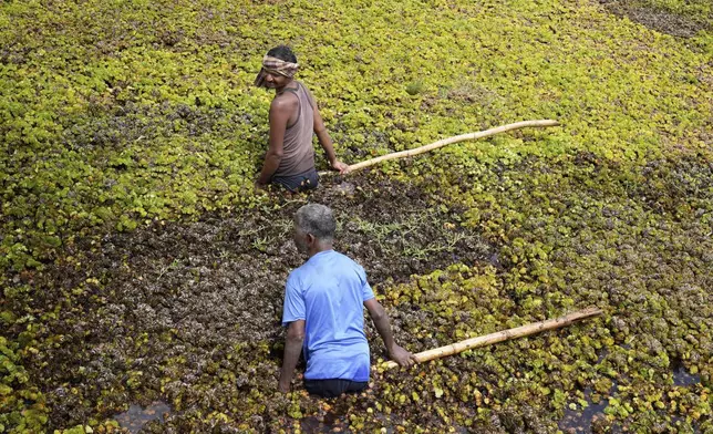 Laborers use bamboo poles to remove weeds from Doddajala Lake on the outskirts of Bengaluru, India, Saturday, Aug. 23, 2025. (AP Photo/Aijaz Rahi)