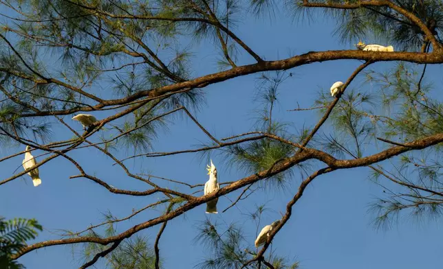 A group of wild yellow-crested cockatoos perch on a tree in Victoria Park in Hong Kong, on Aug. 22, 2025. (AP Photo/Chan Long Hei)