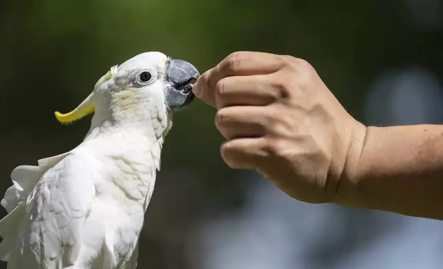 Dreamy Cheung feeds her domesticated yellow-crested cockatoo at a park in Hong Kong, on Aug. 23, 2025. (AP Photo/Chan Long Hei)