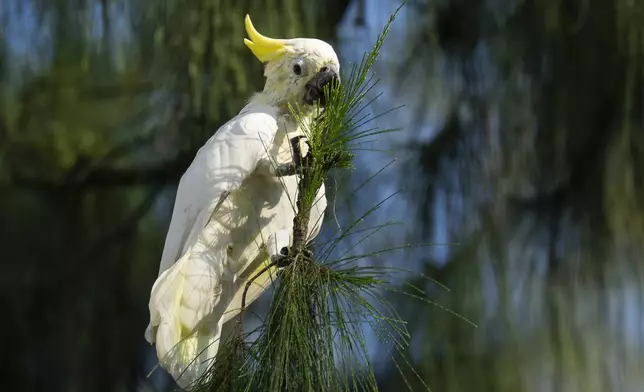 A wild yellow-crested cockatoo perches on a tree in Victoria Park in Hong Kong, on Aug. 22, 2025. (AP Photo/Chan Long Hei)