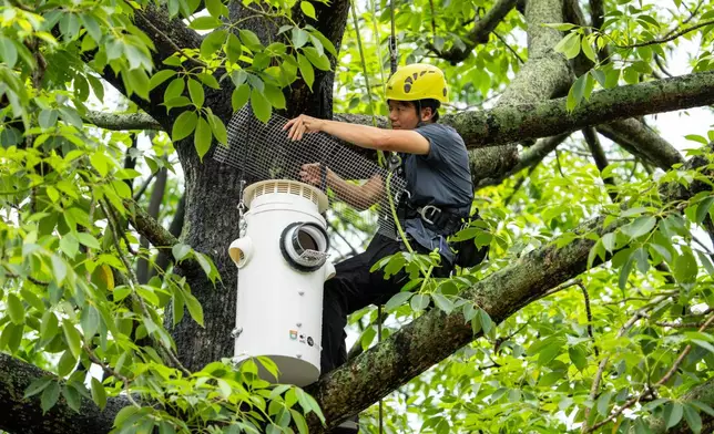 Conservationist Harry Wong climbs up to the tree to install an artificial nest box for wild yellow-crested cockatoos in Victoria Park in Hong Kong, on Aug. 18, 2025. (AP Photo/Chan Long Hei)