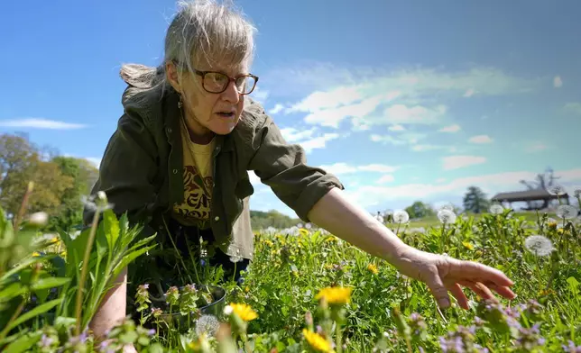 Iris Weaver reaches for a plant while teaching a class on foraging, May 8, 2025, in Wenham, Mass. (AP Photo/Robert F. Bukaty)