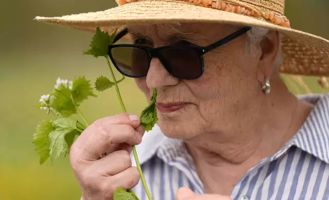 Nelda Quigley, of Beverly, Mass., smells a plant during a foraging class, May 8, 2025, in Wenham, Mass. (AP Photo/Robert F. Bukaty)