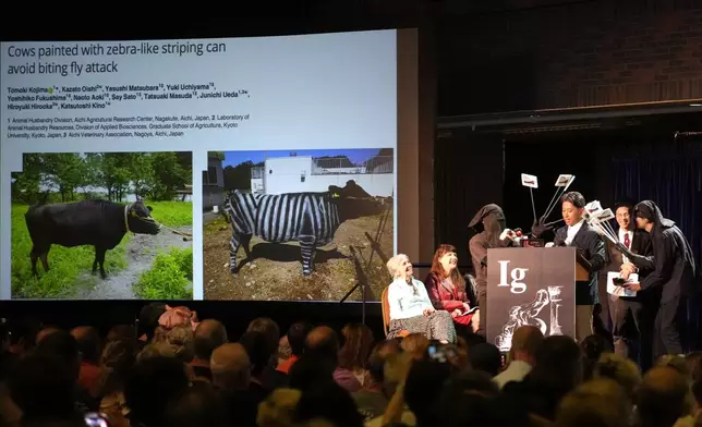 The Ig Nobel Prize for biology is accepted by Tomoki Kojima, Kazato Oishi, Yasushi Matsubara, Yuki Uchiyama, Yoshihiko Fukushima, Naoto Aoki, Say Sato, Tatsuaki Masuda, Junichi Ueda, Hiroyuki Hirooka, and Katsutoshi Kino, for their experiments to learn whether cows painted with zebra- like striping can avoid being bitten by flies, Thursday, Sept. 18, 2025, in Boston. (AP Photo/Robert F. Bukaty)