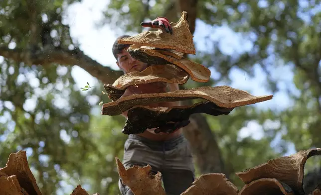 A worker atop a flatbed trailer catches slabs of bark thrown to him and recently peeled off a cork tree, in Rio Frio, Portugal, Thursday, Aug. 28, 2025. (AP Photo/Armando Franca)