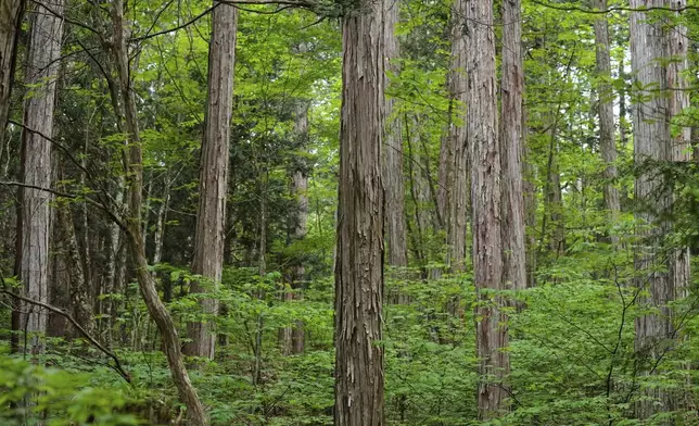 Cypress trees stand at the Akasawa national forest, where cypress trees are felled for a Shinto ritual, in Agematsu, central Japan, Monday, June 2, 2025 (AP Photo/Hiro Komae)