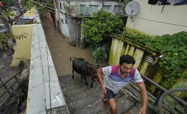 A resident pulls a bull from floodwater up some stairs to a safer place in New Delhi, India, Tuesday, Sept. 2, 2025, after the banks of the Yamuna River were swollen by incessant rain from the higher regions. (AP Photo/Manish Swarup)