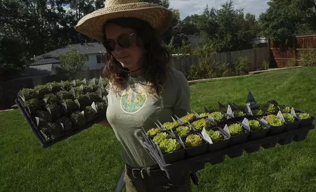 Eryn Murphy carries native plants Thursday, Aug. 28, 2025, in Littleton, Colo. (AP Photo/Brittany Peterson)