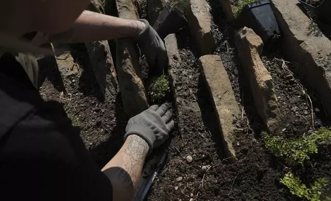 A person plants a native seedling in a crevice garden Thursday, Aug. 28, 2025, in Littleton, Colo. (AP Photo/Brittany Peterson)