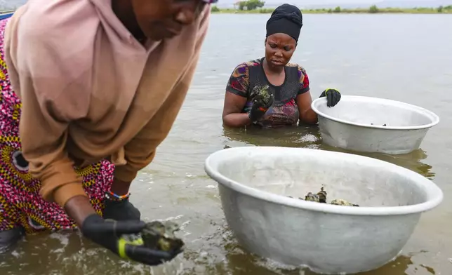 Beatrice Nutekpor and her daughter Celestine harvest oysters in the Densu estuary in Tsokomey, Ghana, Aug. 6, 2025. (AP Photo/Misper Apawu)
