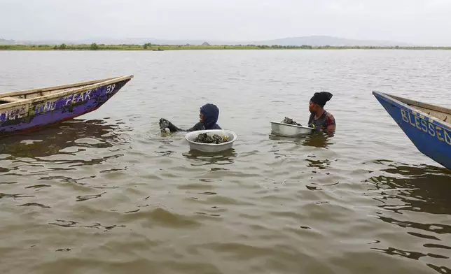Women harvest oysters in the Densu estuary in Tsokomey, Ghana, Aug. 6, 2025. (AP Photo/Misper Apawu)