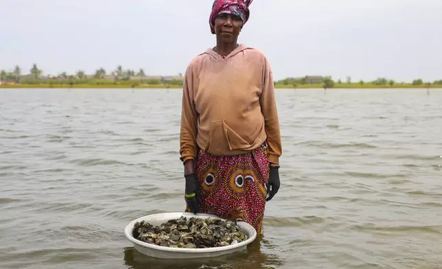 Oyster farmer Beatrice Nutekpor poses for a photograph in the Densu estuary where she harvests oysters at Tsokomey, Ghana, Aug. 6, 2025. (AP Photo/Misper Apawu)