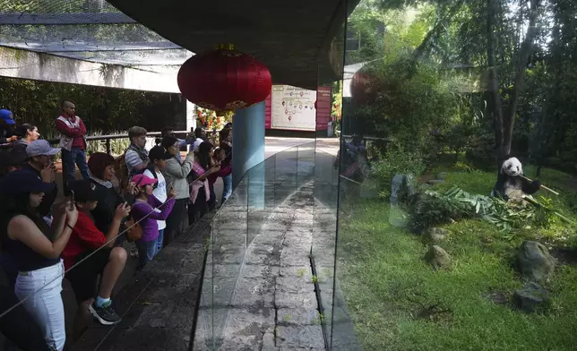 Visitors watch Xin Xin, the 35-year-old Mexican-born panda, as she eats bamboo stalks in her enclosure at the Chapultepec Zoo in Mexico City, Thursday, Aug. 14, 2025. (AP Photo/Eduardo Verdugo)