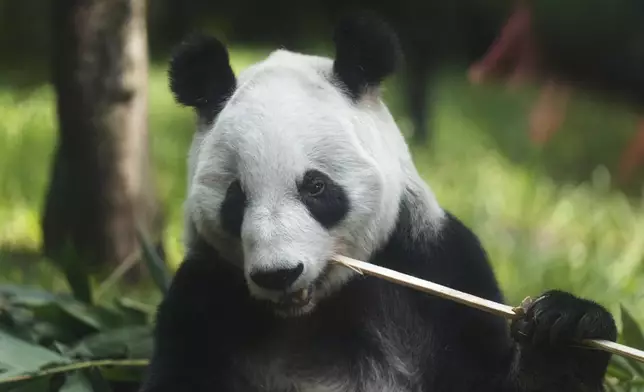 Xin Xin, a 35-year-old Mexican-born panda, chews on bamboo stalks in her enclosure at the Chapultepec Zoo in Mexico City, Thursday, Aug. 14, 2025. (AP Photo/Eduardo Verdugo)