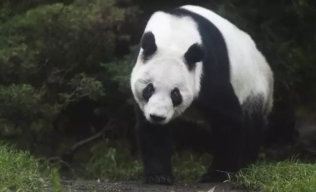Xin Xin, a 35-year-old Mexican-born panda, walks through her enclosure at Chapultepec Zoo in Mexico City, Thursday, Aug. 14, 2025. (AP Photo/Eduardo Verdugo)