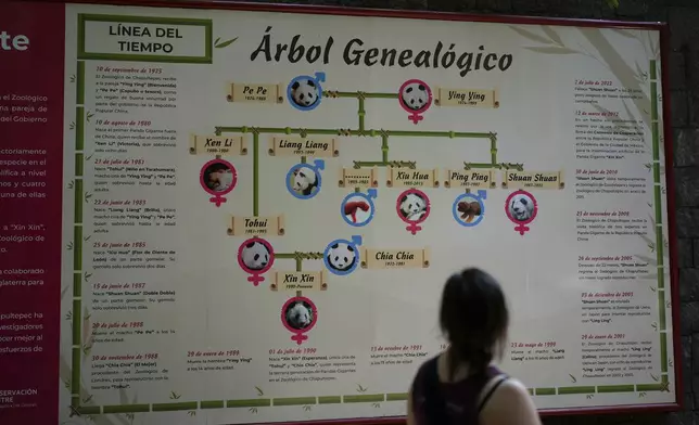 A visitor looks at a mural illustrating the family tree of Xin Xin, a 35-year-old Mexican-born panda, at the Chapultepec Zoo in Mexico City, Friday, Aug. 8, 2025. (AP Photo/Eduardo Verdugo)