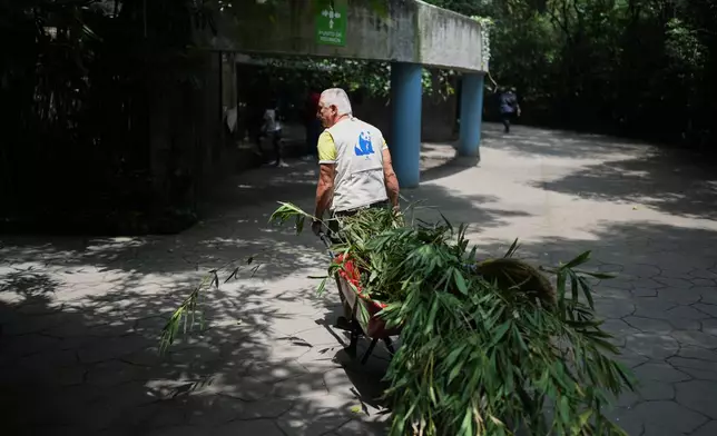 Zookeeper Joel Frias Manríquez pulls a wheelbarrow filled with bamboo branches for Xin Xin, a 35-year-old Mexican-born panda, at the Chapultepec Zoo in Mexico City, Friday, Aug. 8, 2025. (AP Photo/Eduardo Verdugo)