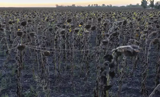 Sunflowers covered with optic fiber are seen near Sloviansk, Donetsk region, Ukraine, Thursday, Sept.11, 2025. (AP Photo/Alex Babenko)