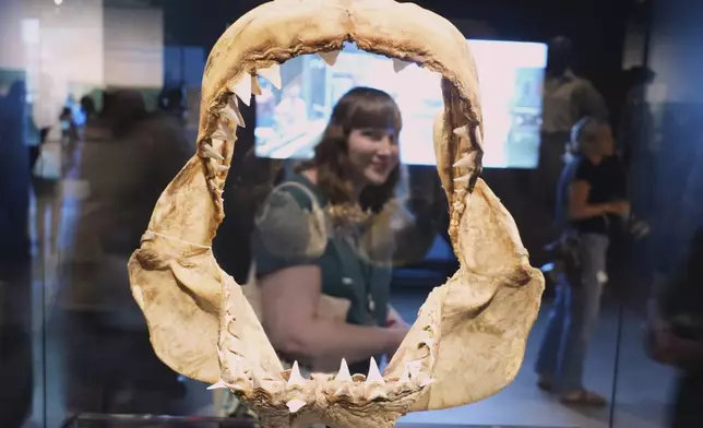Megan Grouchow is seen through a set of great white shark jaws used for research and set decoration for the film "Jaws" during the "Jaws: The Exhibition" press preview on Wednesday, Sept. 10, 2025, at the Academy Museum of Motion Pictures in Los Angeles. (AP Photo/Chris Pizzello)