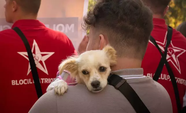 Honey the dog leans on her owner's shoulder during a rally of the Russia-friendly Patriotic Electoral Bloc in Chisinau, Moldova, Wednesday, Sept. 24, 2025, ahead of parliamentary elections taking place on Sept. 28. (AP Photo/Vadim Ghirda)
