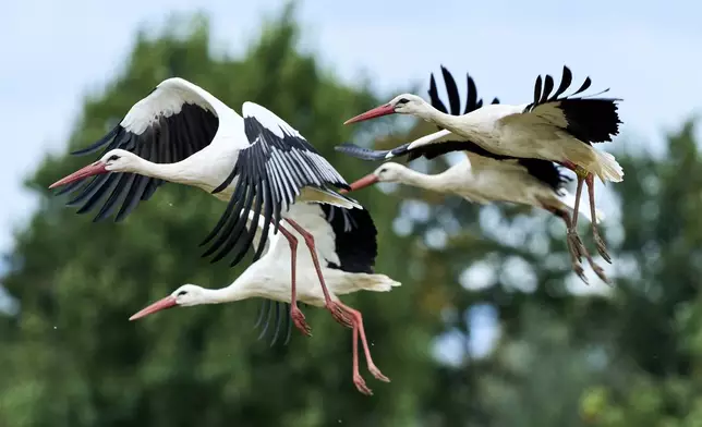 Storks take off from a field in Buettelborn near Frankfurt, Germany, Wednesday, Sept. 3, 2025. (AP Photo/Michael Probst)