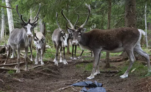Reindeer stand at a farm in Lulea, Sweden, Saturday, Aug. 16, 2025. (AP Photo/Malin Haarala)
