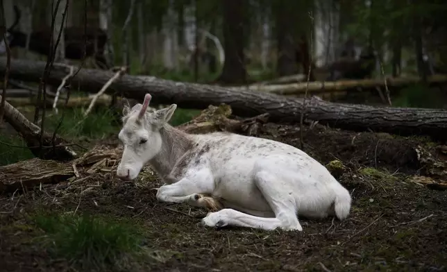 A reindeer calf rests at a farm in Lulea, Sweden, Saturday, Aug. 16, 2025. (AP Photo/Malin Haarala)