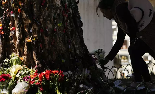 A woman leaves flowers at a tree that was struck by lightning years ago and has since been considered sacred, at the General Cemetery in La Paz, Bolivia, Sunday, Aug. 31, 2025. (AP Photo/Juan Karita)