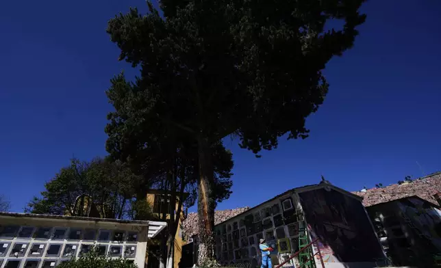 A tree that was struck by lightning years ago, and has since been considered sacred, rises above the General Cemetery in La Paz, Bolivia, Sunday, Aug. 31, 2025. (AP Photo/Juan Karita)