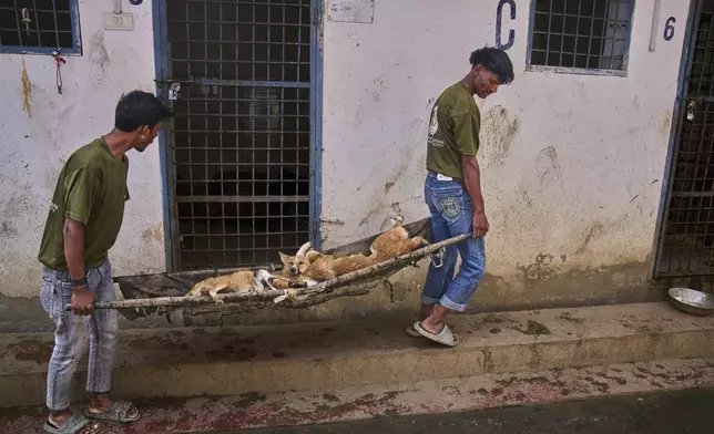 Volunteers from an animal welfare organization carry stray dogs on a stretcher after sterilization outside a veterinary hospital in Srinagar, Indian controlled Kashmir, Tuesday, Sept. 16, 2025. (AP Photo/Dar Yasin)