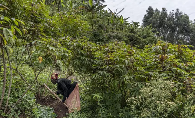 Lydia Nzarubara, who is in her 80s, farms for cassava in the fields near her home in Rwabuhimbira, a rural village in western Uganda, Uganda, Tuesday, Nov. 19, 2024. (AP Photo/David Goldman)