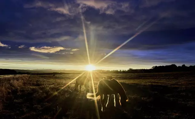 Icelandic horses graze on a meadow at a stud farm in Wehrheim near Frankfurt, Germany, Monday, Sept. 1, 2025. (AP Photo/Michael Probst)