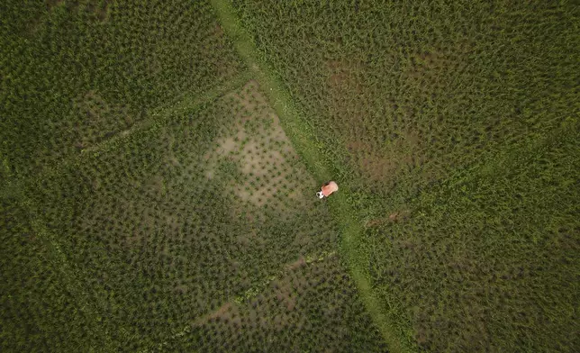 A farmer works in his paddy field on the outskirts of Guwahati, India, Saturday, Aug. 30, 2025. (AP Photo/Anupam Nath)