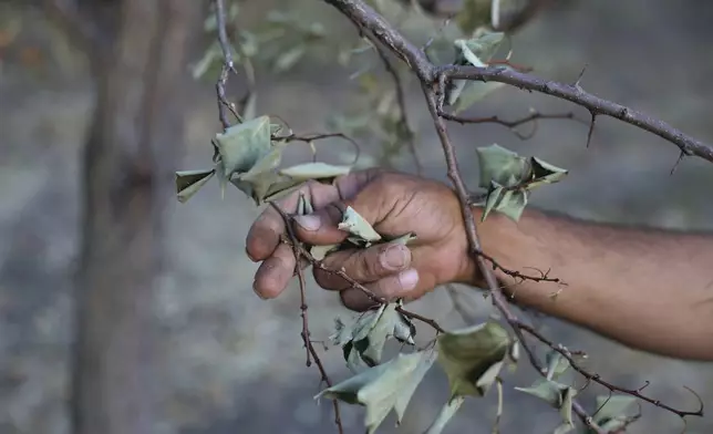 A Syrian farmer checks a dry tree branch in Jisr al-Shughur, west of Idlib, Syria, on Aug. 13, 2025. (AP Photo/Omar Albam)