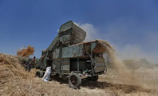 Syrian farmers thresh their wheat in the outskirts of Damascus, Syria, on July 2, 2025. (AP Photo/Omar Sanadiki)